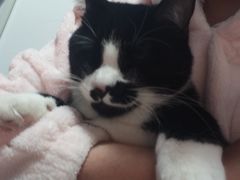 -伟伟宠物医院·CT影像中心·瑞派犬猫综合性门诊(汉口总院)