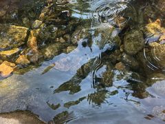 -崂山水果园农家宴(泉水鸡店)