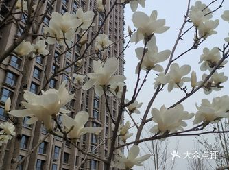 满园春色关不住，杨柳丝丝弄轻柔！