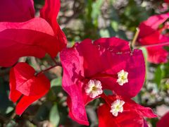 -亚龙湾国际玫瑰谷