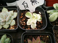 -荷兰花海