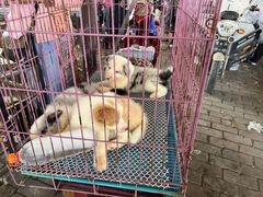 -开封杨丰宠物乐园