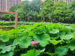 -陈家山荷花公园