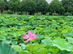 -荷塘月色湿地公园·向阳花洲