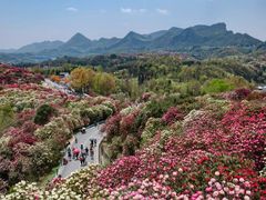 -贵州百里杜鹃风景名胜区