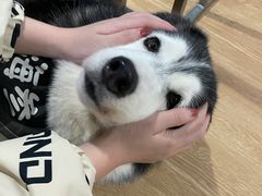 -Husky Go! 哈士奇体验馆·宠物咖啡厅狗咖