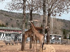 -大连森林动物园