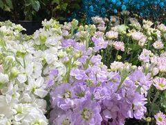 -何兮花店·气球派对鲜花店(马桥银春路万科城店)