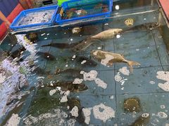 -七鲜渔港美食餐厅(巽寮湾海景店)