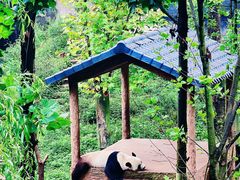 -中国大熊猫保护研究中心雅安碧峰峡基地