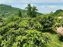 -桃源山庄·水蜜桃采摘·柴火鸡·烧烤团建(龙泉山店)