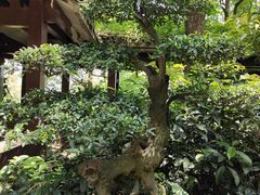 -南山植物园