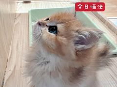 -屋虎猫馆(宝安大仟里店)