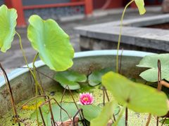 -洛阳白马寺