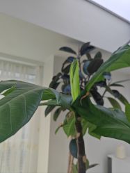 -HEYAN荷妍专业脱毛连锁机构
