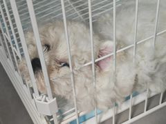 -翊宠yipet猫狗购宠庄园