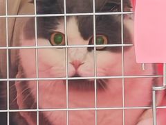 -美联众合动物医院·24h京西诊疗中心
