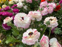 -郑州中国绿化博览园