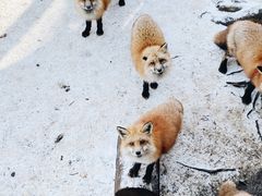 -宫城藏王狐狸村