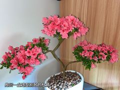 -花鸟鱼虫鲜花绿植市场(玉泉路店)