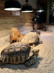 -Zoolung Zoolung动物主题公园(海信广场店)