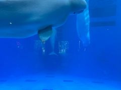 -海合安成都极地海洋公园