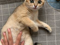 -东方名猫馆·英短金渐层布偶猫舍(环线广场1号楼店)