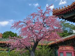 -珠海圆明新园