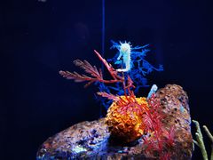 -上海海洋水族馆