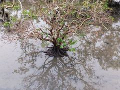 -北海金海湾红树林生态旅游区
