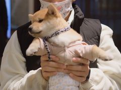 -逗柴咖啡屋·狗咖猫咖宠物桌游
