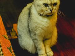 -李小姐の猫咖啡馆(五角场店)