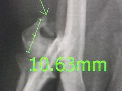 -北京赛佳动物医院