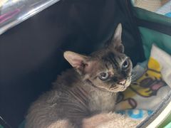 -艾贝尔宠物医院·24H转诊中心·肿瘤猫专科(江宁双龙店)