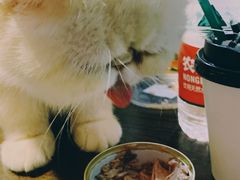 -猫色咖啡·猫咖