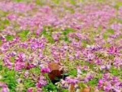 -福建鲤鱼洲酒店