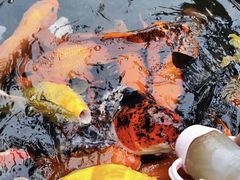 -南湖梦幻岛