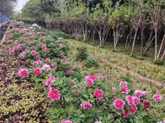 -洛阳市隋唐城遗址植物园