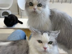 -怪兽屋·羊驼·猫咖·狗咖(俊华广场店)