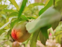 -桃源山庄·烤全羊·柴火鸡·烧烤团建(龙泉山店)