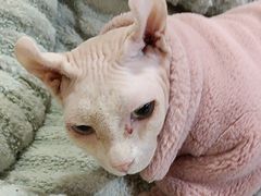 -MOCHA明星猫咖(田子坊店)