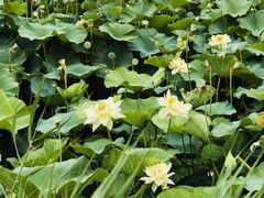 -廊坊文化艺术中心