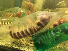 -Isla Sugbu Seafood City