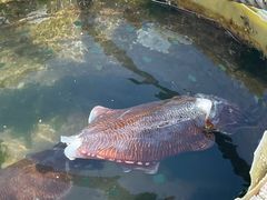 -三亚西岛海洋文化旅游区