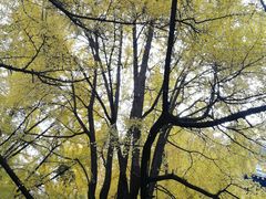 -四川大学(华西校区)