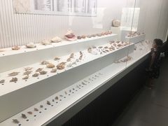 -青岛贝壳博物馆