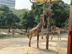 -深圳野生动物园