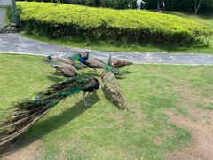 -自然谷恐龙园