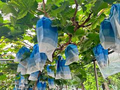 -马陆小张葡萄园农家乐