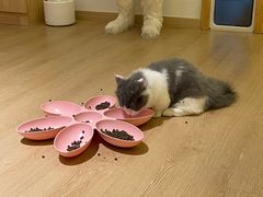-猫腻·猫咖·撸猫馆(星光大道店)